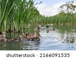 Mother duck with ducklings swimming on lake surface. Wild animals in a pond. Splendid closeup natural scene on the lake.