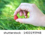 Raspberry in hand. Woman farmer holding one berry ripe raspberry on green grass background. 