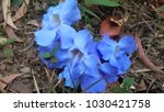 Small photo of ??Blue trumpet vine In Thailand, leaves are used as an antipathetic, as well as for detoxifying poisons.Several Thai herbal companies have started producing and exporting rang tea