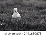Small photo of A black and white portrait of a white seagull, mew or gull seabird sitting in the green grass of a meadow on the countryside. The feathered animal is looking around searching for food.