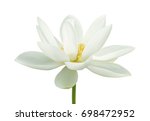 Lotus Flower Isolated On White...