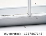 Small photo of Flies on window inside building are pests; Few nuisance flies indoors on windowsill