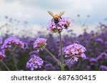 Bees And Purple Flowers