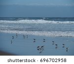 Snowy Plovers Picking At The...