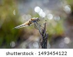Small photo of Four Spotted Chaser dragonfly with its wings brought forward