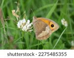 Meadow Brown butterfly on white clover flower