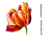 Tulip Flowers Illustration Free Stock Photo - Public Domain Pictures