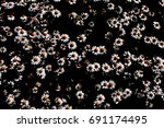 chamomile flowers with black... | Shutterstock . vector #691174495
