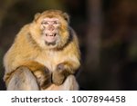 Barbary Macaque Grinning At The ...