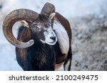 Portrait of a sheep. European mouflon of Corsica. One male Ovis aries musimon. Beauty in nature.