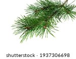 Spring Pine On A White Isolated ...