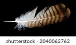 Brown Hawk Feather On Black...