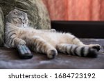 A Lazy Fat Cat Is Lying Asleep...