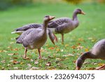 Greylag Geese on field eating grass in autumn season (Anser anser)