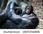 Young Chimpanzee Looking At Its ...