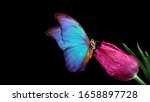 Beautiful Blue Morpho Butterfly ...