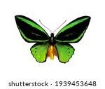 Birdwing Butterfly Isolated On...