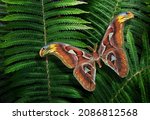 Small photo of Colorful tropical background. Bright Atlas butterfly on a green fern leaves. Attacus atlas. Atlas moth.