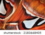 Small photo of Attacus atlas. Atlas moth. Wings of colorful tropical Atlas butterfly close up. Butterfly wings texture background