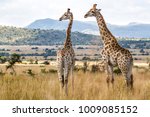 Two Giraffes In Pilanesberg...