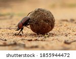 Dung beetle on his dung ball to ...