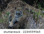 Jaguar  Panthera Onca  Resting...