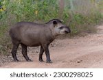 South american tapir  tapirus...