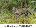Jaguar (Panthera onca) hunting at the water edge in the Northern Pantanal in Mata Grosso in Brazil