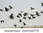 Flock of glossy ibises flying