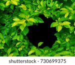 Small photo of Light and dark grungy thin green Sheena's Gold (Duranta erecta) leaf tree branch bush with round black frame blank space on the right