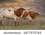 Texas Longhorn Cattle In A...