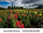 a field of beautiful dahlias near Canby Oregon