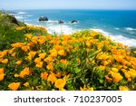 A Field Of California Poppies...