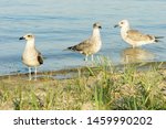  Three River Gulls Hunt Walking ...