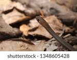 Small photo of Yellow necked Whip Snake
