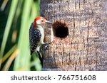 Red Bellied Woodpecker Hole