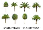 Collection Of Palm Tree...
