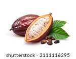 Fresh Dark Red Cocoa Pods With...