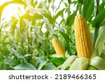 Close-up corn cobs in corn plantation field.