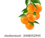 Bunch of orange with branch and ...