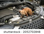 Marten At A Cars Engine...