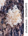 Coral Tooth Fungus  Or Hericium ...