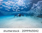 Small photo of Seascape with Bait Ball, School of Fish in the coral reef of the Caribbean Sea, Curacao