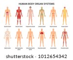 main 12 human body organ...