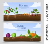 healthy food horizontal banners ... | Shutterstock . vector #1016454085