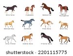 Horse Breeds Flat Set With...