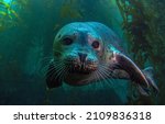 Seal Portrait Underwater....