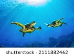 Under water sea turtles. sea...