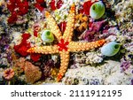 Starfish On A Coral Reef In...