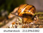 Snail in macro. snail in nature....